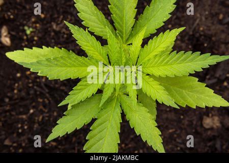 Close-up of a marijuana plant, Cannabis sativa, in a state of germination in an urban garden for self-consumption Stock Photo