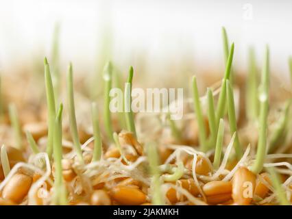 Whole wheat sprouts, germinated wheat seeds close-up Stock Photo