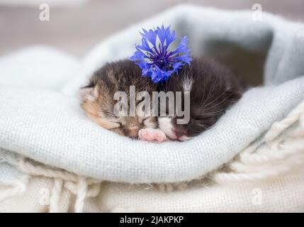 two newborn tiny kittens sleep next to each other, wrapped in a soft blanket. Love for cats. Day of the cat. Comfort and cozy childhood of pets Stock Photo