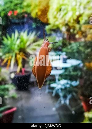 London UK 31 May 2022 After a heavy downpour this little fellow climbed the window to escape the water ,by the time he got half way the rain had  sttoped and the sun come out ,Paul Quezada-neiman/Alamy Live New s Stock Photo