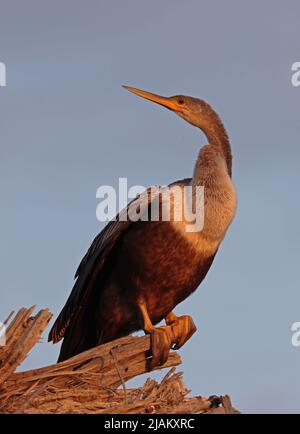 Anhinga (Anhinga anhinga leucogaster) adult female perched on dead branch in early morning lightCarara, Costa Rica                               March Stock Photo