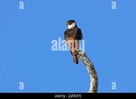 Bat Falcon (Falco rufigularis petoensis) adult perched on dead snag  Costa Rica                    March Stock Photo