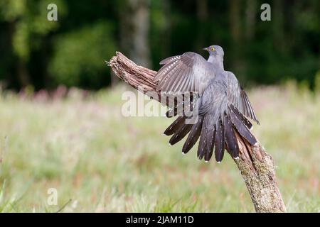 Thursley Common, Elstead. 31st May 2022. Sunny intervals across the Home Counties this morning. Colin the cuckoo (cuculus canorus) returning for his ninth year at Thursley Common in Elstead in Surrey. Some say that he is the oldest cuckoo in the world. Credit: james jagger/Alamy Live News Stock Photo