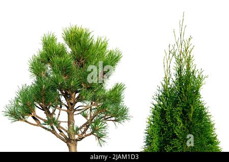 Pine bonsai tree isolated on white background. Ggreen dwarf pine isolated on white background. Evergreen coniferous tree. Stock Photo