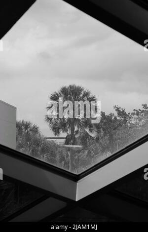 A beautiful tropical pine tree growing in the meadow as seen thru a modern contemporary diagonal window in black and white. Stock Photo