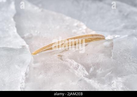 An edge-on gold coin frozen in ice. Freeze of financial assets, freezing of the market, decline in activity, crisis and stagnation theme Stock Photo