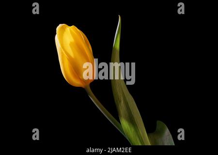 Yellow tulip flower close up isolated on black background Stock Photo