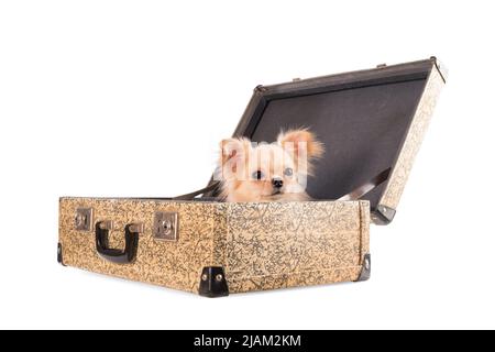 Small chihuahua dog sitting in an old suitcase. Isolated on white, clipping path included Stock Photo