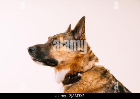 Profile portrait of mixed-breed mongrel dog with ears sticking out on white background.  Stock Photo