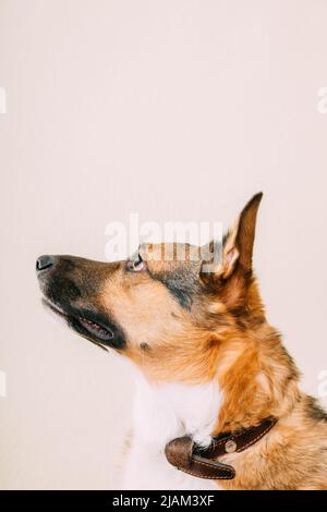 Profile portrait of mixed-breed mongrel dog with ears sticking out on white background, copy space. Dog carefully looks at the owner Stock Photo