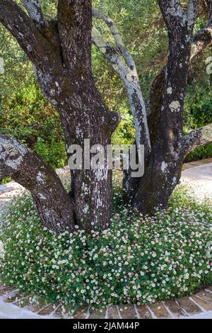 Erigeron karvinskianus, Mexican Fleabane, daisy planted around Olive tree in Greece Stock Photo