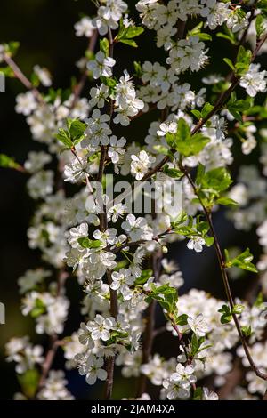 Cherry blossoms, on a sunny spring day Stock Photo