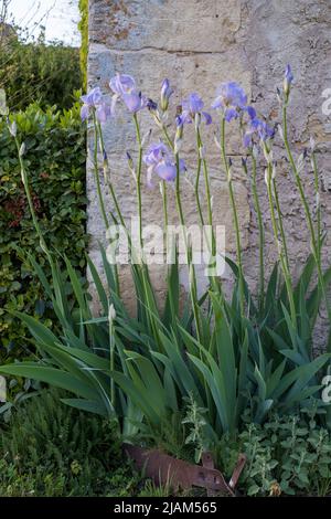 Bearded Iris growing against stone wall, France Stock Photo