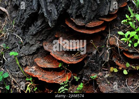 Fungi grows on the bottom of dried tree Stock Photo