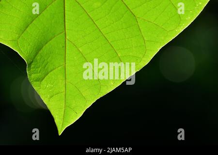 Green leaf texture with bokeh background. Stock Photo