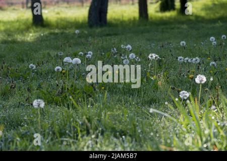 Taraxacum officinale, Dandelion 'clock' seed head Stock Photo