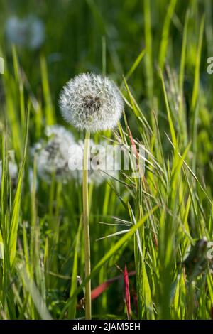 Taraxacum officinale, Dandelion 'clock' seed head Stock Photo
