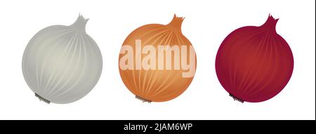 Yellow, red and white onion, banner, flat style vector illustration isolated on white background Stock Vector