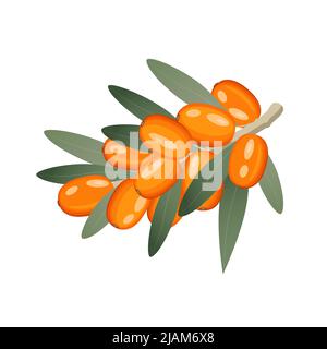 Sea buckthorn, berries on branch, vector illustration in flat style on white background Stock Vector