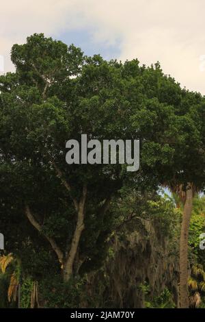 Tropical forest full of dense tall trees. Stock Photo