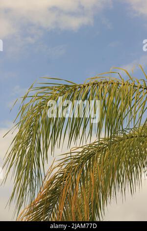 Single palm tree standing against the tropical Florida sky. Stock Photo