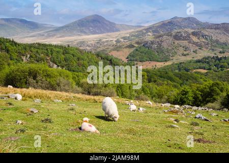 Sheep with lambs grazing on Moel Siabod mountainside hill farm with view to Carneddau mountains across valley in Snowdonia. Capel Curig Conwy Wales UK Stock Photo