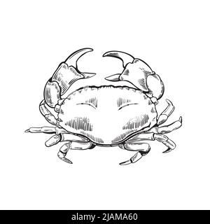 Hand drawn crab illustration in engraving style Stock Vector