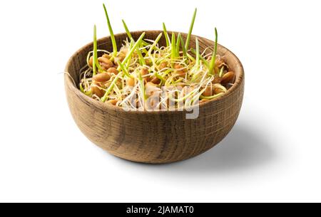 Whole wheat sprouts, germinated wheat seeds in wooden bowl isolated on white background Stock Photo