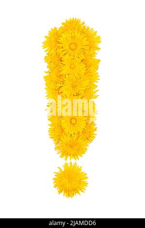 Exclamation mark of yellow dandelion flowers isolated on a white background Stock Photo