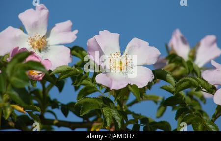 Wild rose flowers close-up on a background of blue sky Stock Photo