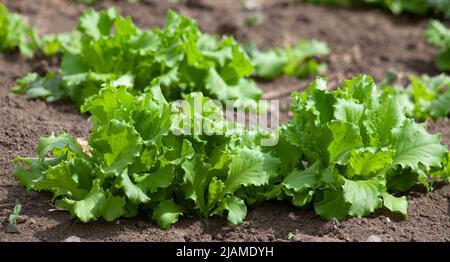 Lettuce grows in the soil. Fresh young greens growing on the farm, plants close-up. Stock Photo