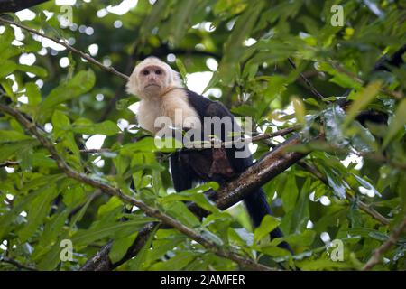 White-throated Capuchin (Cebus capucinus). Photographed in the wild in Panama Stock Photo