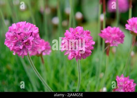 Thrift, sea thrift or sea pink (Armeria maritima), a compact clump-forming evergreen perennial with dense clusters of bright pink flowers Stock Photo