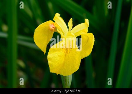 Yellow flag iris (Iris pseudacorus) aka yellow iris or water flag is a vigorous herbaceous flowering perennial plant found in wetlands and ponds Stock Photo