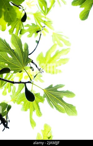 Growing figs on over head branches amongst beautifully shaped leaves, brightly backlit against the sun to show leaf details. Pattern like wallpaper. Stock Photo
