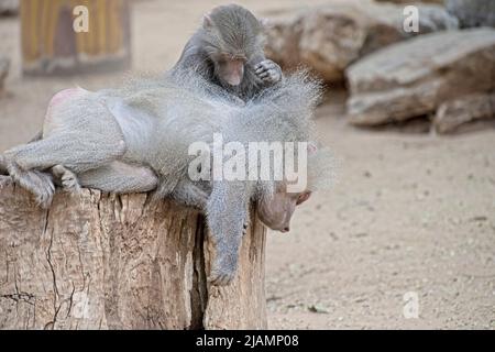 Hamadryas Baboon taking care of each other. High quality photo Stock Photo