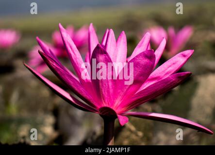 Red water lily (Nymphaea rubra) on a lake Stock Photo