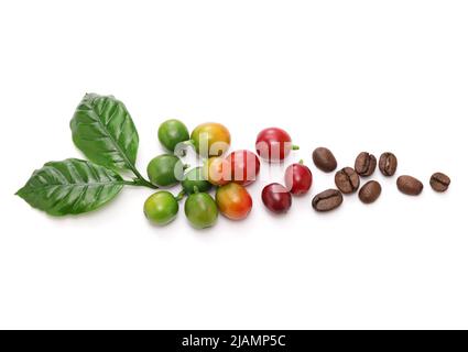 fresh red coffee beans with leaves on white background Stock Photo