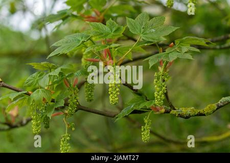 Sycamore Tree (Acer pseudoplatanus) flowers. The flowers are known as pendulous spikes or panicles. The tree is in Baildon, Yorkshire, England. Stock Photo
