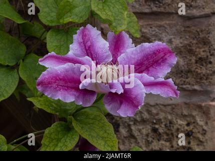 Clematis Kilian Donahue climbing up a trellis on a house wall. Stock Photo