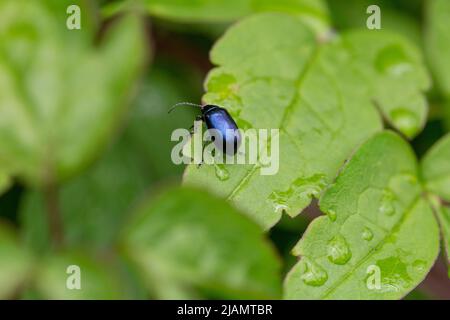 Blue Mint Beetle - Chrysolina Coerulans - on a clematis leaf. Stock Photo
