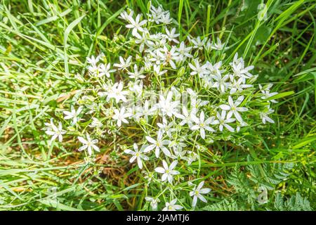 Close up of Star of Bethlehem, Ornithogalum umbellatum, with star-shaped white flowers and yellow pistil growing in umbel-shaped racemes Stock Photo