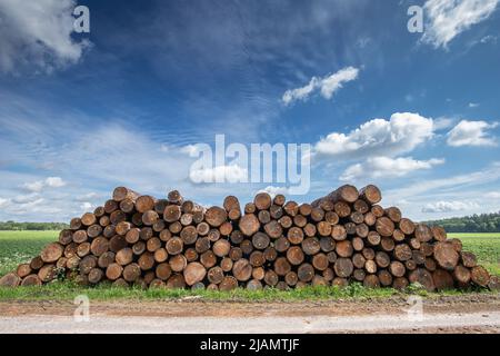Stacked tree trunks from sustainably managed Dutch forests with trunk cross section in view with clearly visible growth rings and labels for FSC certi Stock Photo