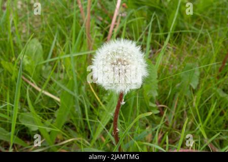 Close up white seed bulb of Dandelion, Taraxacum officinale, with seeds on fluff for wind dispersal against green botanical herbal background Stock Photo
