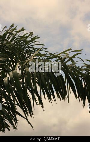 Single palm tree standing against the tropical Florida sky. Stock Photo