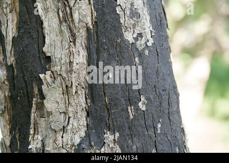 Sooty bark disease Rußrindenkrankheit caused by the fungus Cryptostroma corticale on a dead maple tree in Magdeburg in Germany Stock Photo