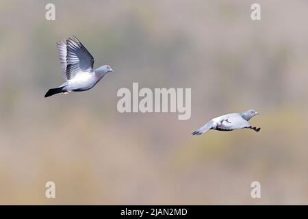 A Rock Pigeon (Columba livia) in flight. Stock Photo