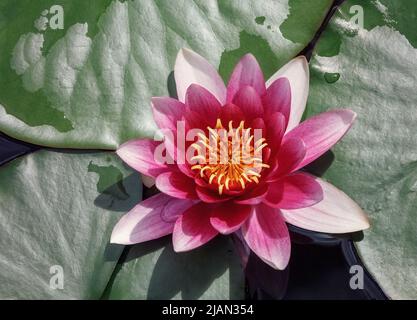 Top view of beautiful pink full bloom water lily. Greeting card Stock Photo