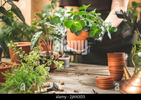 The gardener holding the potted Kalanchoe plant. Mediterranean houseplants style at home Stock Photo