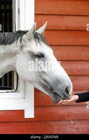 The gray horse comes out the window of the stables, eating food from the girl's hand. Photo of the head profile of a eating horse. Stock Photo
